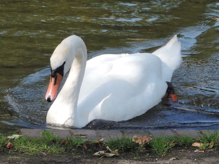 Swan