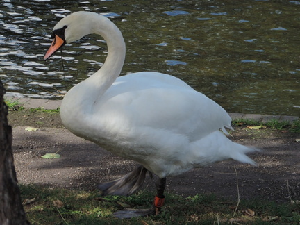 Swan