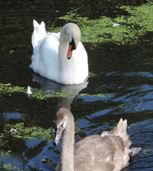 Swans