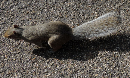Squirrel