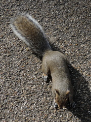 Squirrel