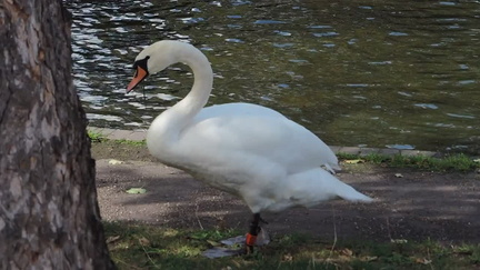 Swan