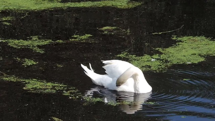 Swans