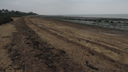 Along the beach