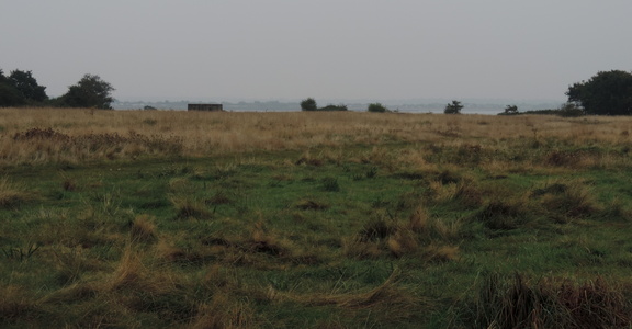 Field