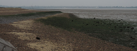 Along the beach
