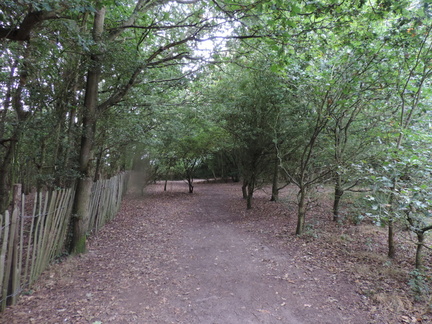 Woods
