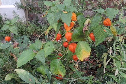 Physalis