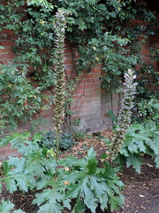 Plants