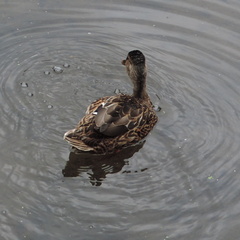 Duck