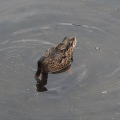Duck