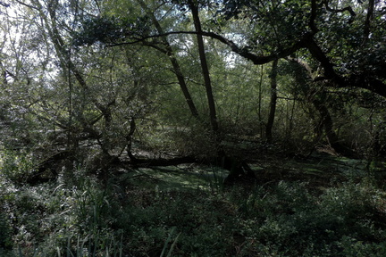 Bog