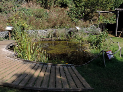 Pond