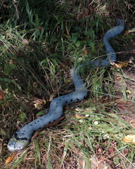 Snake