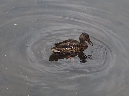 Duck