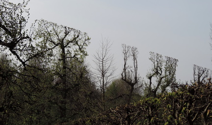 Angular trees