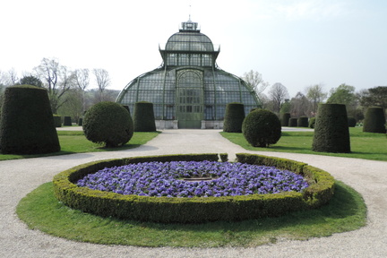 Purple flowers