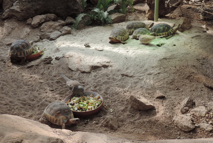 Tortoises