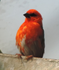 Bird