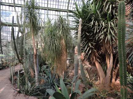 Cacti