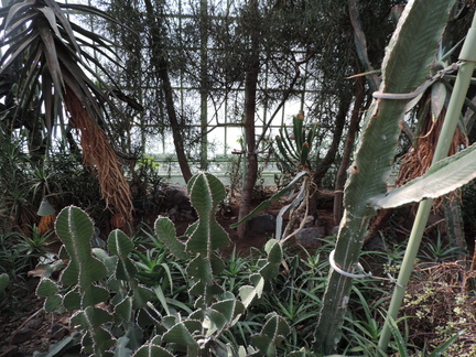 Cacti
