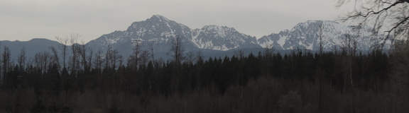 Peak over the trees