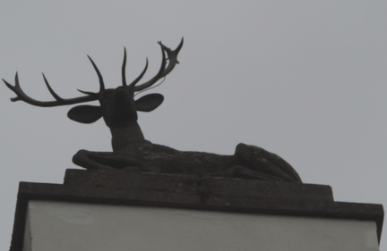 Deer