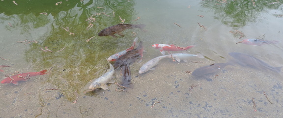Fish
