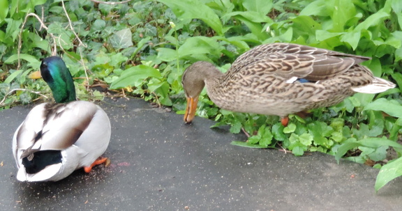 Ducks
