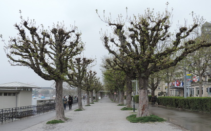 Avenue