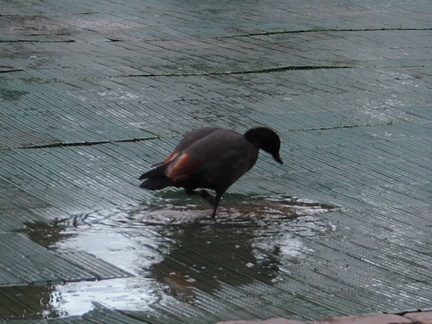 Duck