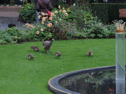 Peahen and chicks