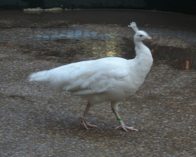 Peahen