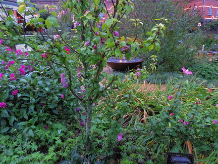 Pink flowers