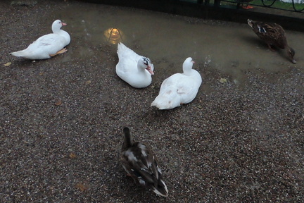 Ducks
