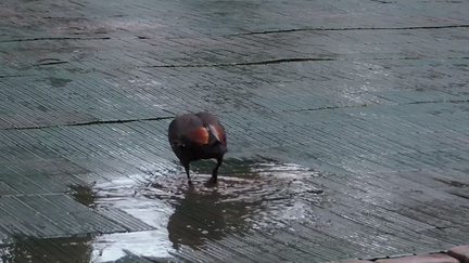 Duck