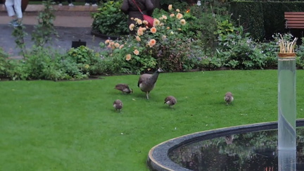 Peahen