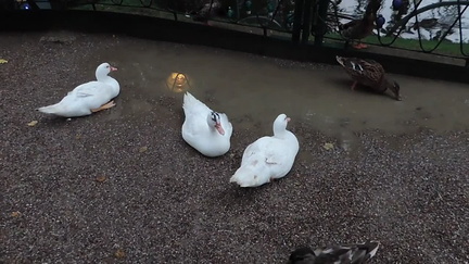 Ducks