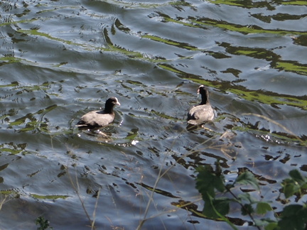 Coots