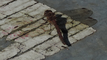 Dragonfly