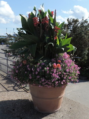 Potted plants