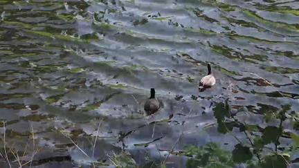 Coots