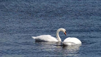 107-Swans