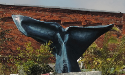 Whale tail