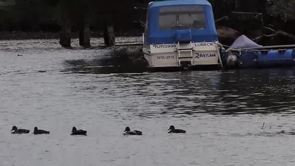 Ducks