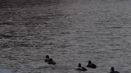081-Ducks