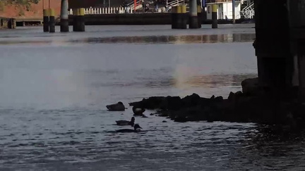 Ducks
