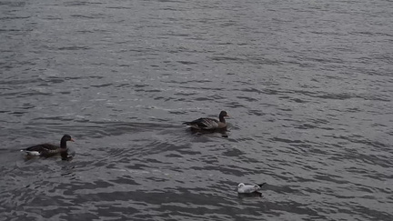 Ducks