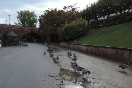 Geese