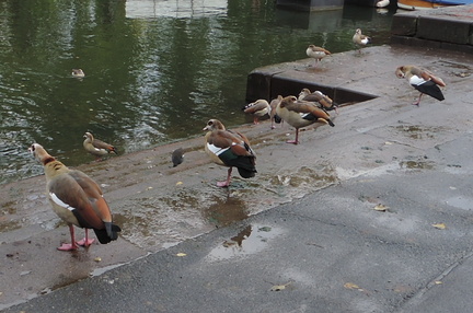 Geese